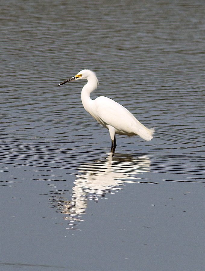 Snowy Egret - ML608686211