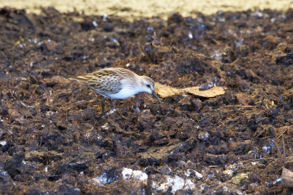 Western Sandpiper - ML608686219