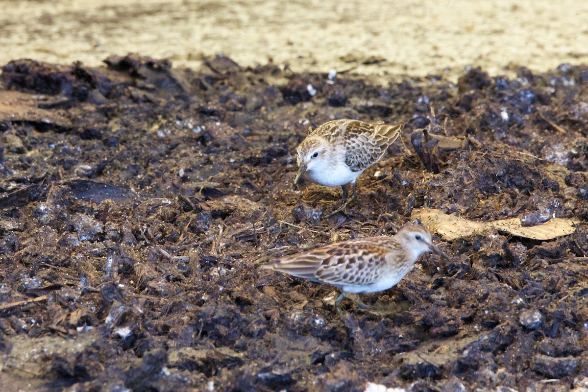 Western Sandpiper - ML608686220