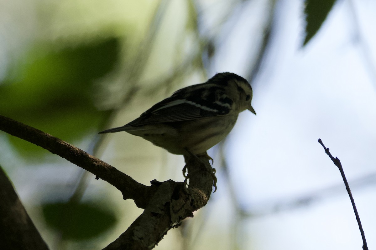 Black-and-white Warbler - ML608686245