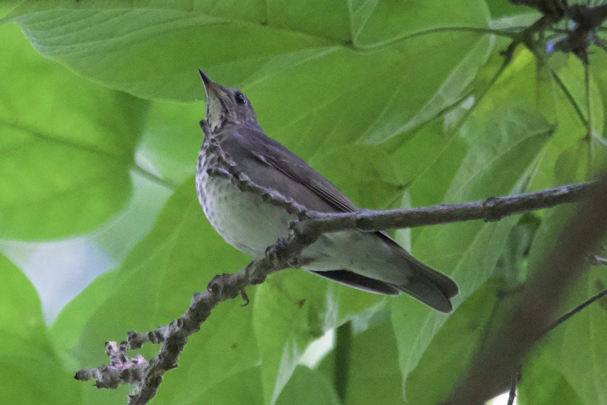 Gray-cheeked Thrush - ML608686254