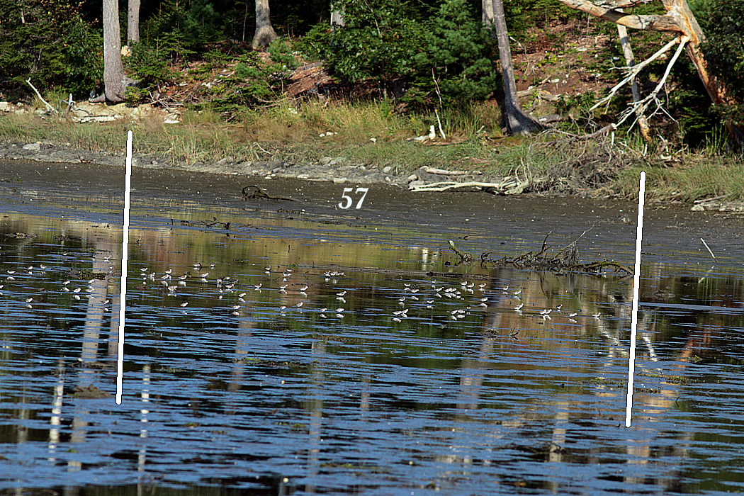 Semipalmated Sandpiper - ML608686276