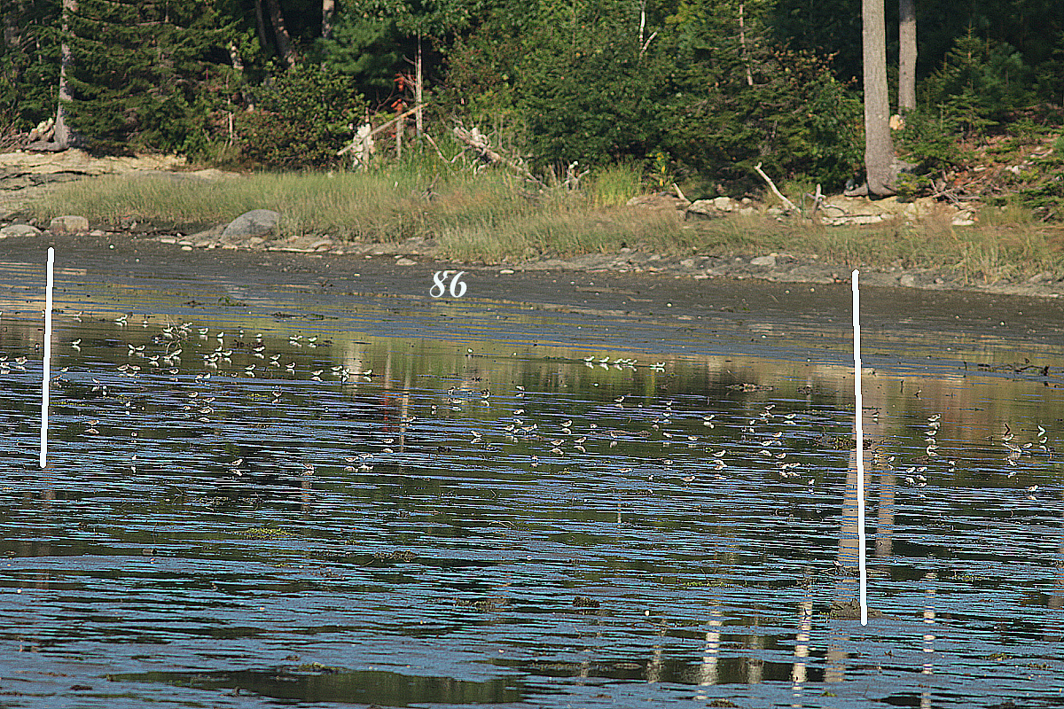 Semipalmated Sandpiper - ML608686280