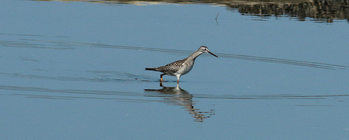 Lesser Yellowlegs - ML608686306