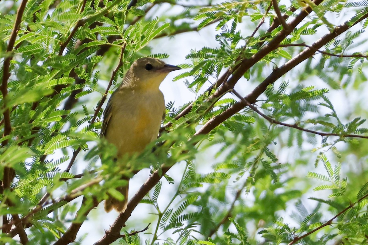 Orchard Oriole - ML608686320