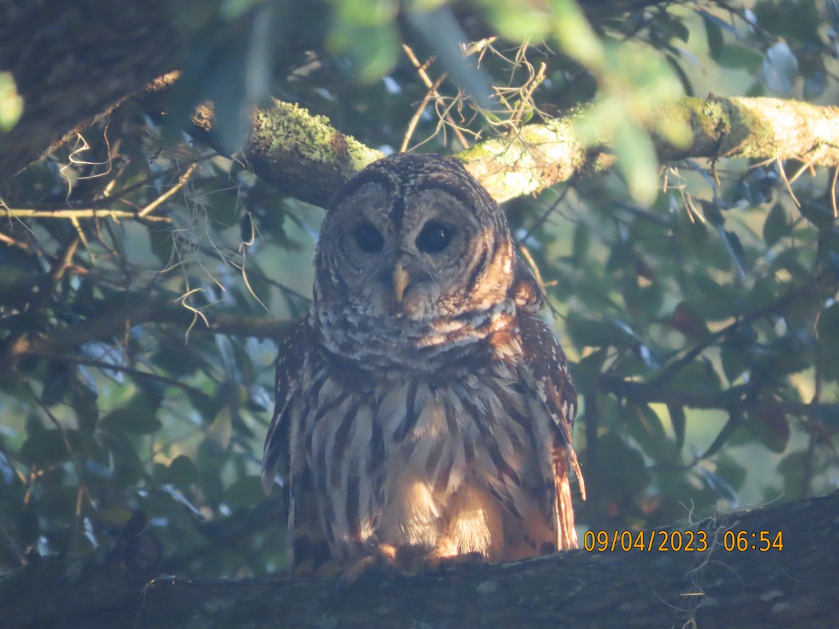 Barred Owl - kathy hart