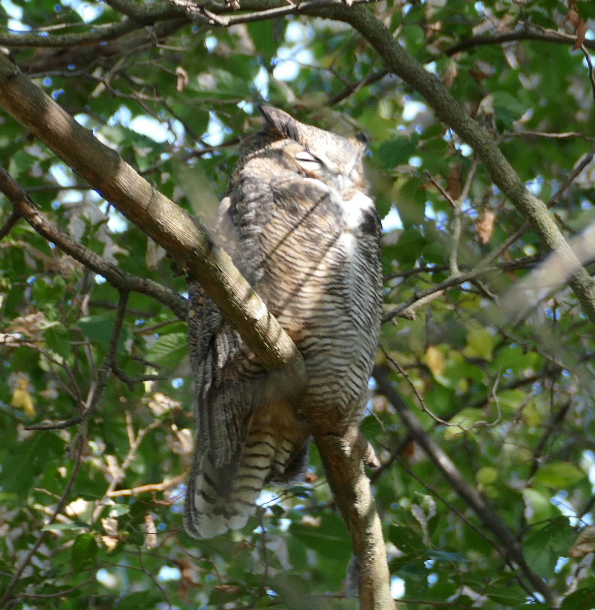 Great Horned Owl - ML608686427