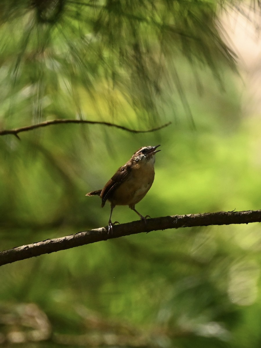 Carolina Wren - William Woody