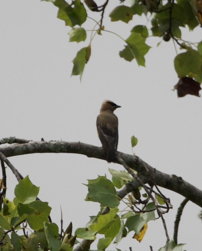 Cedar Waxwing - ML608686566