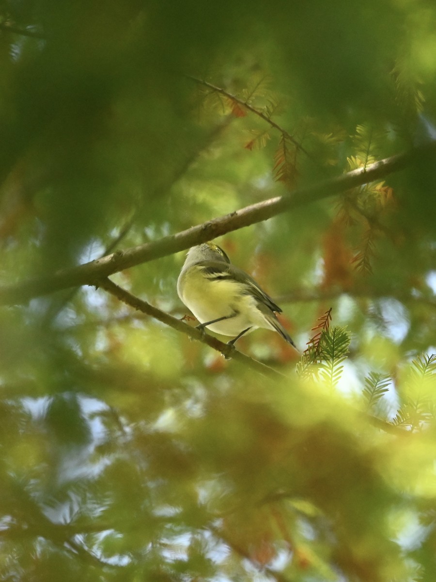 Viréo aux yeux blancs - ML608686626