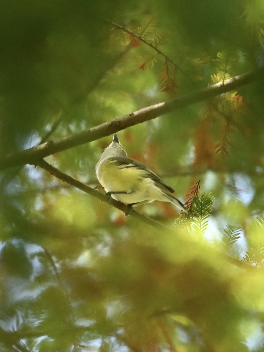 Ak Gözlü Vireo - ML608686629