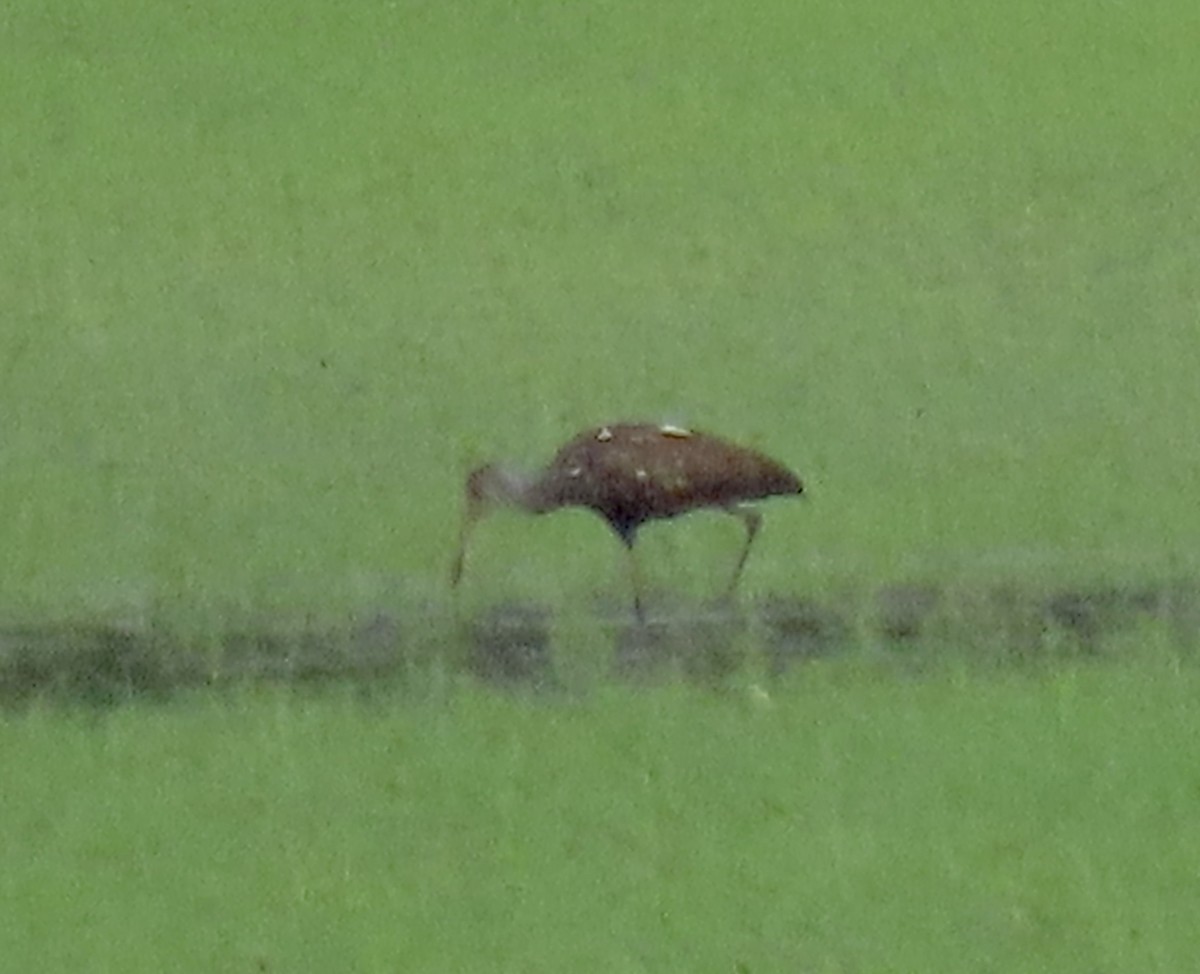 Limpkin - ML608686659