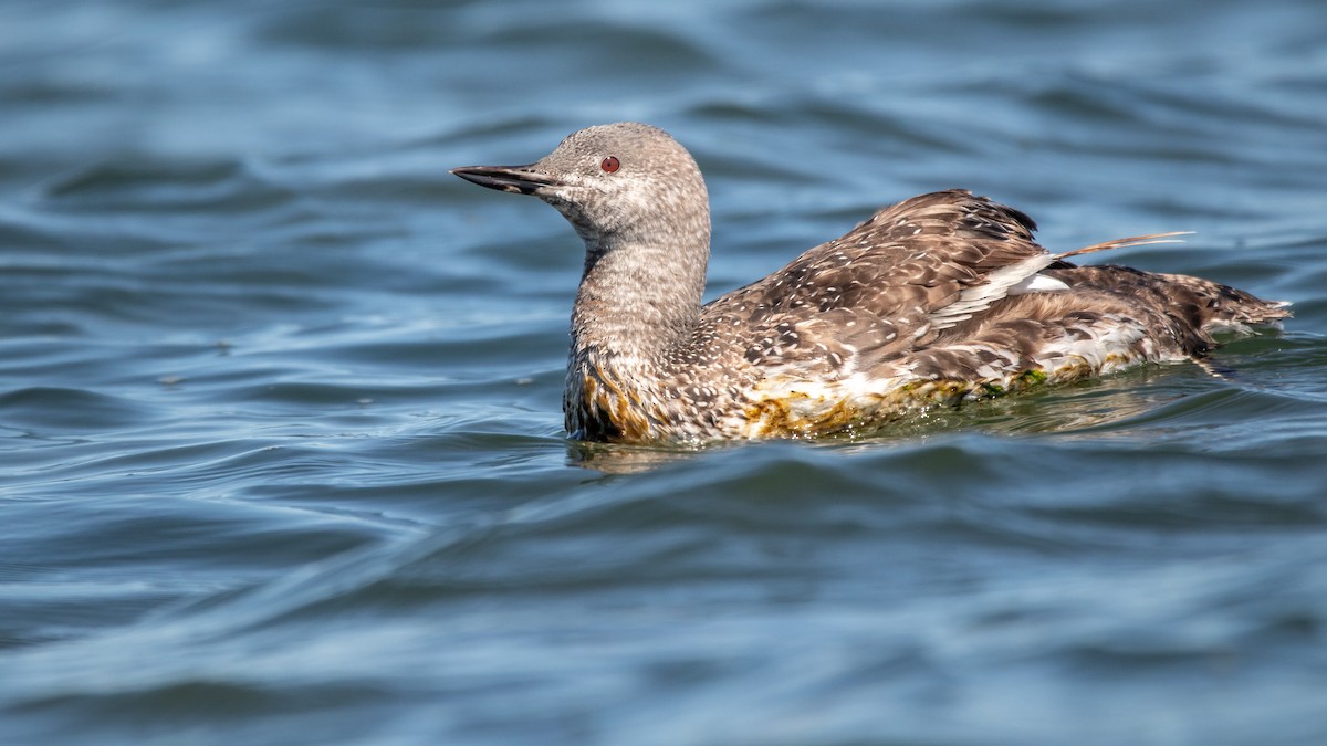 Red-throated Loon - ML608686675