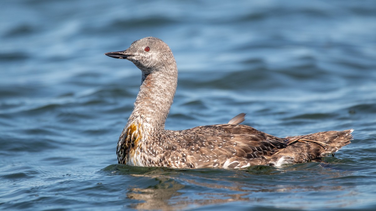 Red-throated Loon - ML608686676