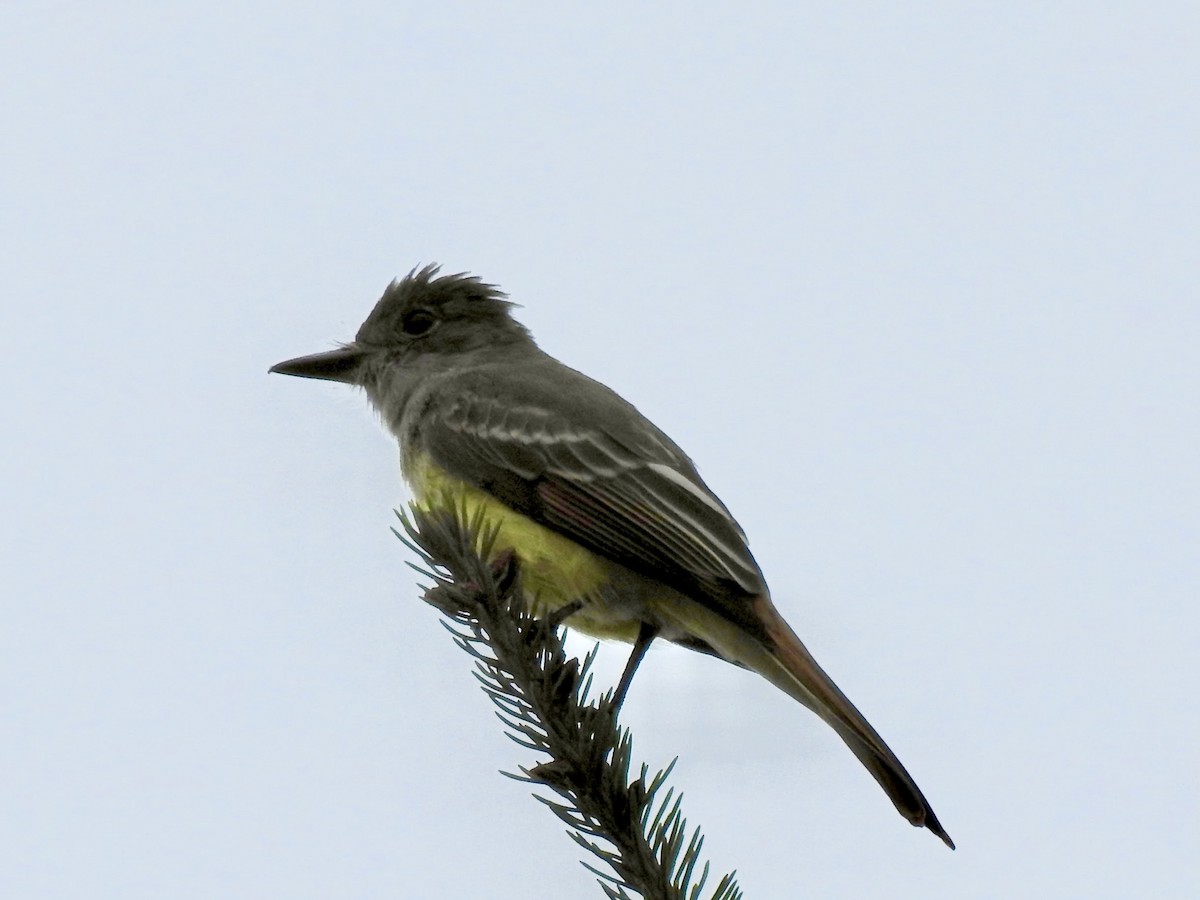 Great Crested Flycatcher - Linda Standfield
