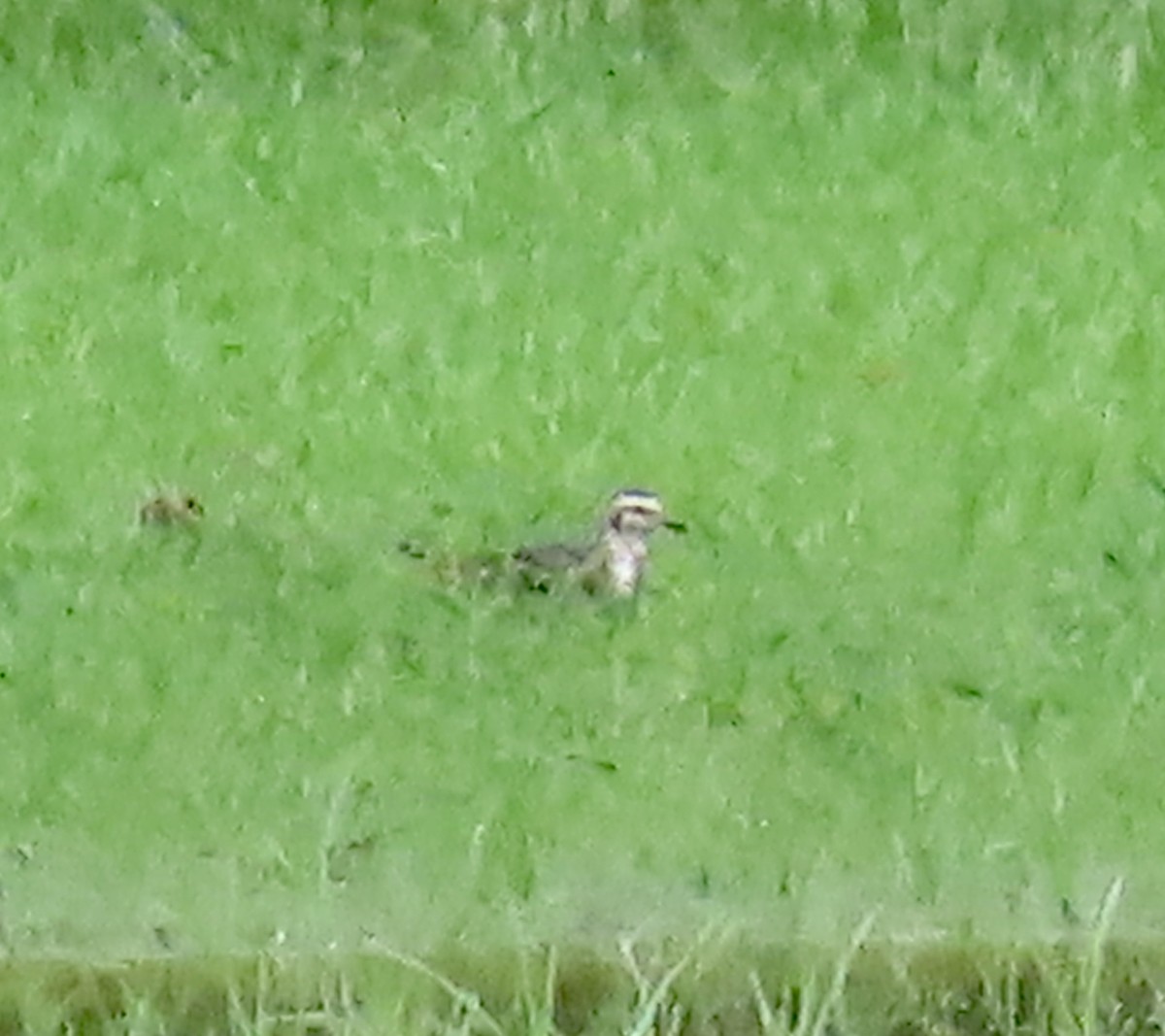 American Golden-Plover - ML608686723