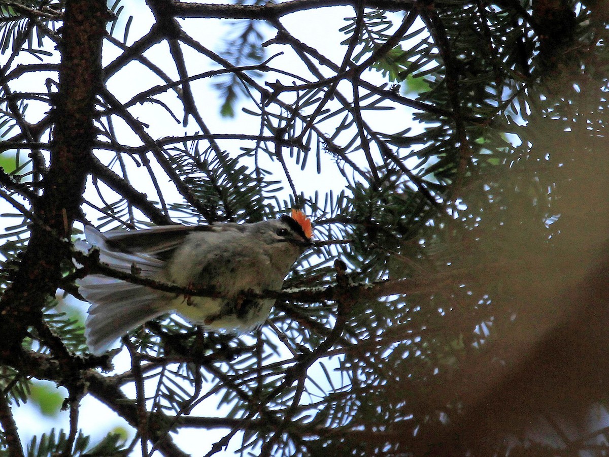 Golden-crowned Kinglet - ML608686740