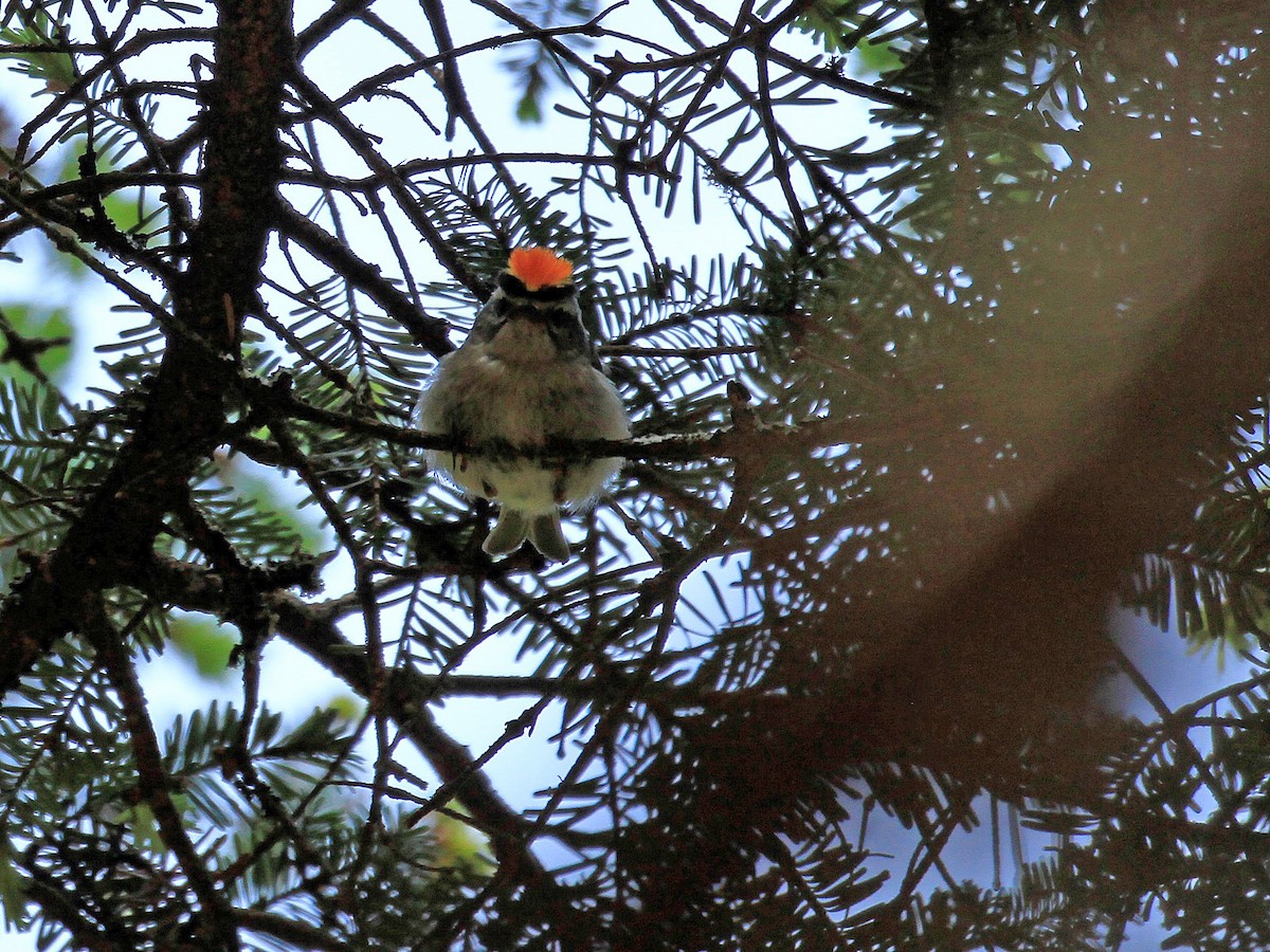 Golden-crowned Kinglet - ML608686741