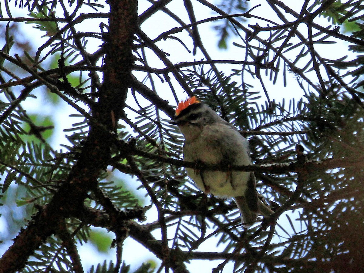 Golden-crowned Kinglet - ML608686742