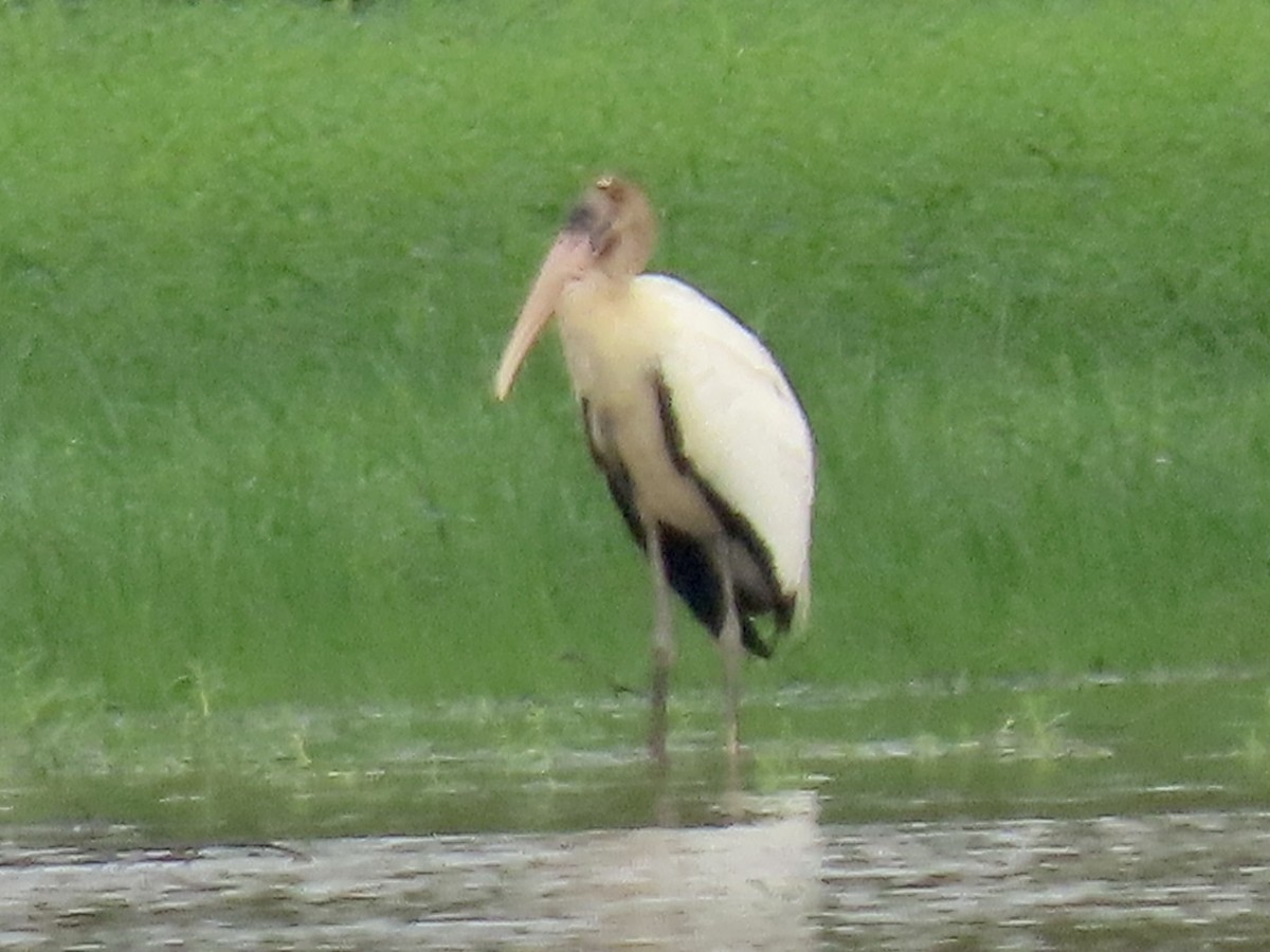 Wood Stork - ML608686788