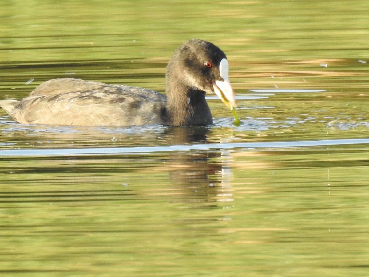 Eurasian Coot - ML608686792