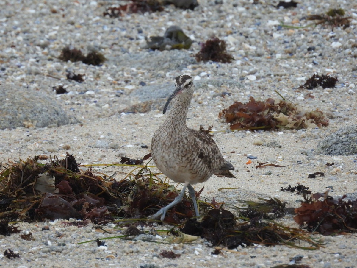 Whimbrel - ML608686855