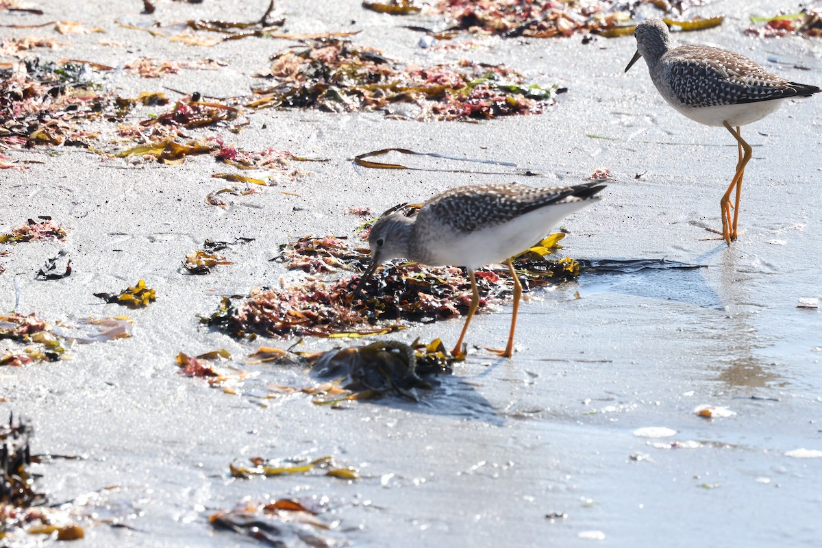 Lesser Yellowlegs - Marie Provost