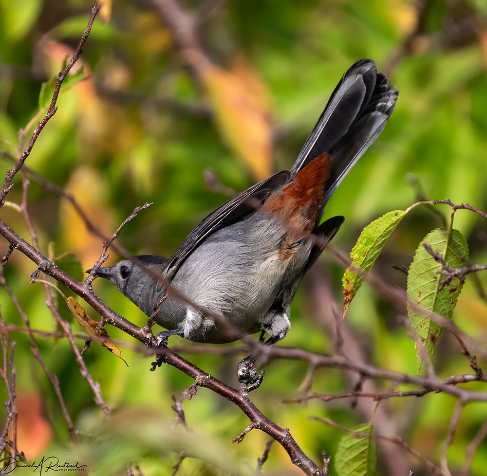 Gray Catbird - Dave Rintoul