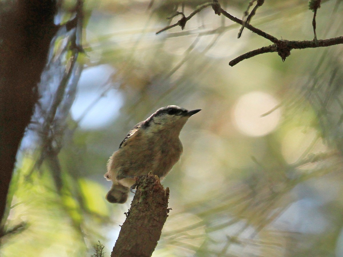 Red-breasted Nuthatch - ML608686919