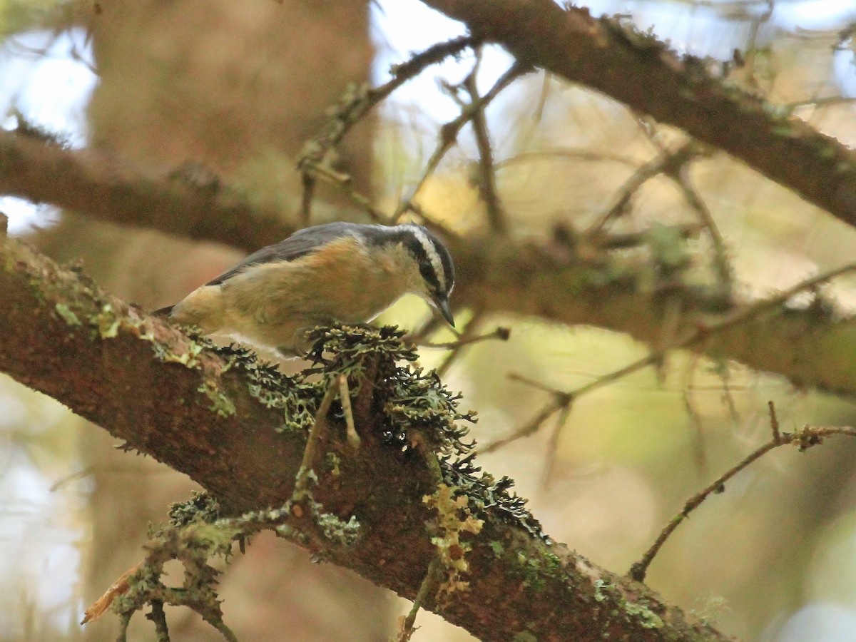 Red-breasted Nuthatch - ML608686920