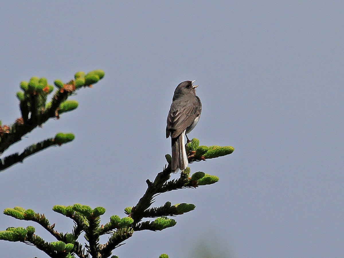 Dark-eyed Junco (Slate-colored) - ML608686939