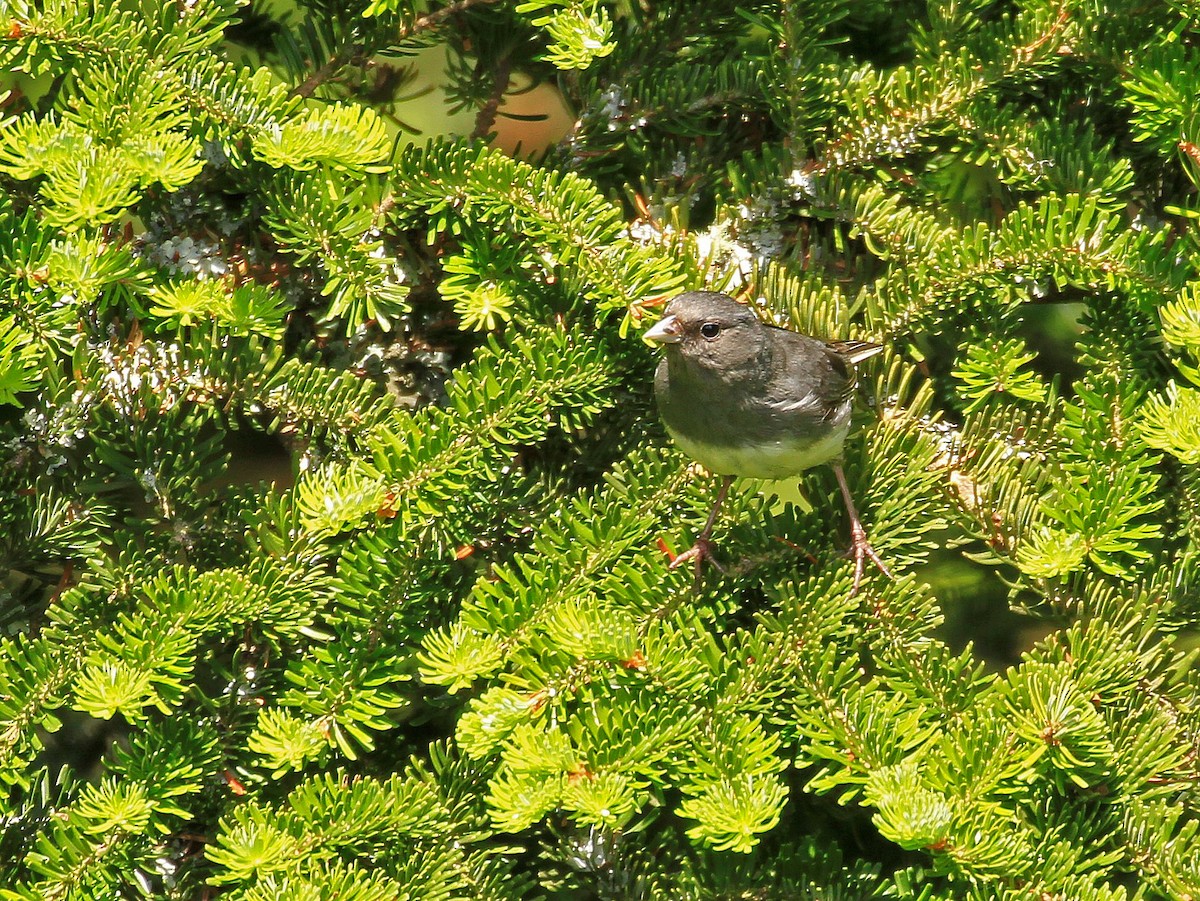 Dark-eyed Junco (Slate-colored) - ML608686940