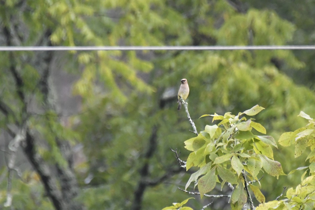 Cedar Waxwing - ML608686945