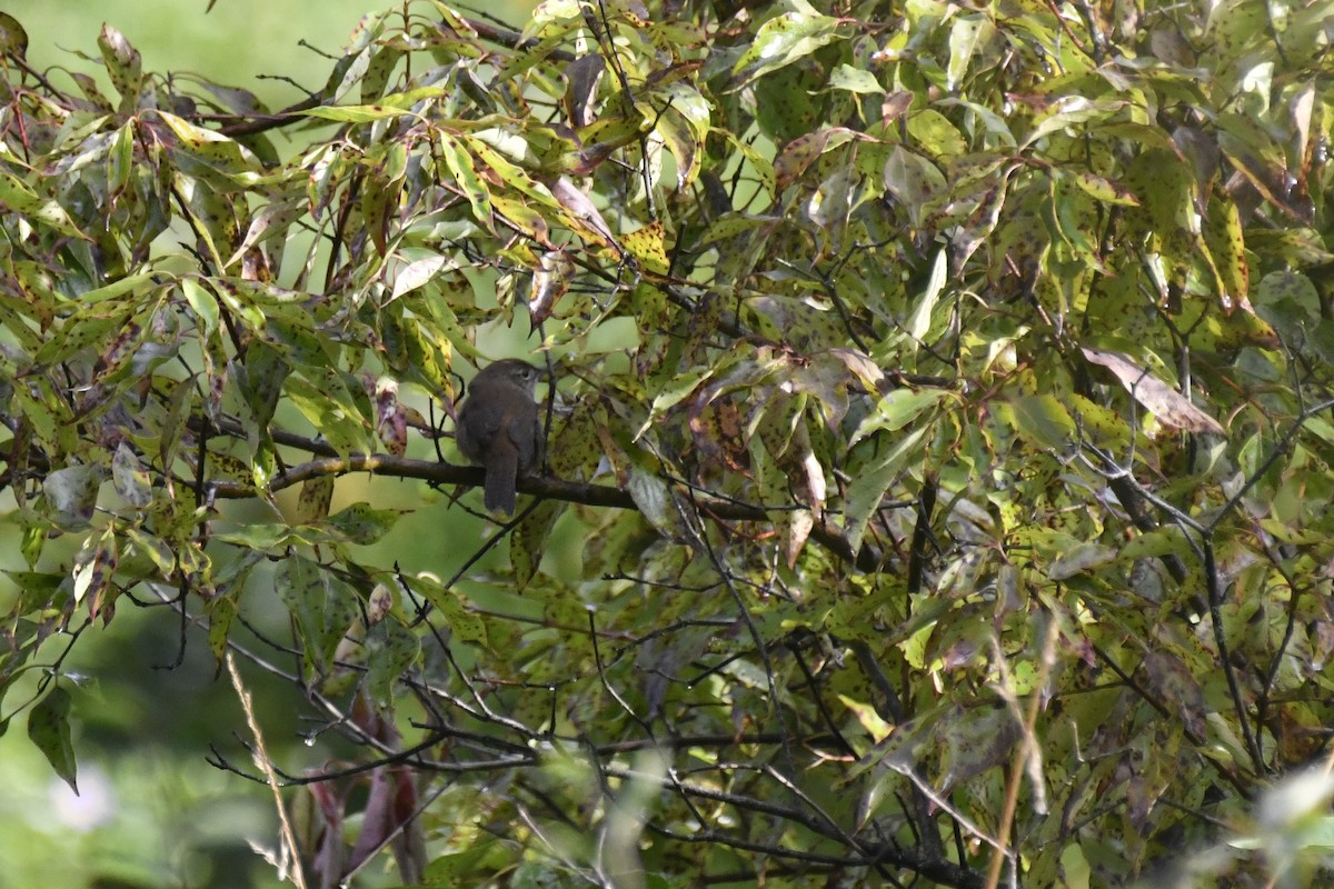 Northern House Wren - ML608686958