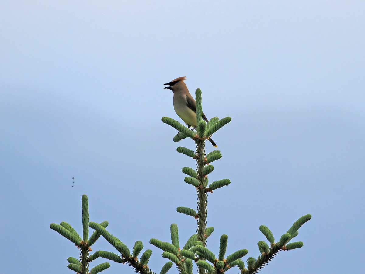 Cedar Waxwing - ML608686971