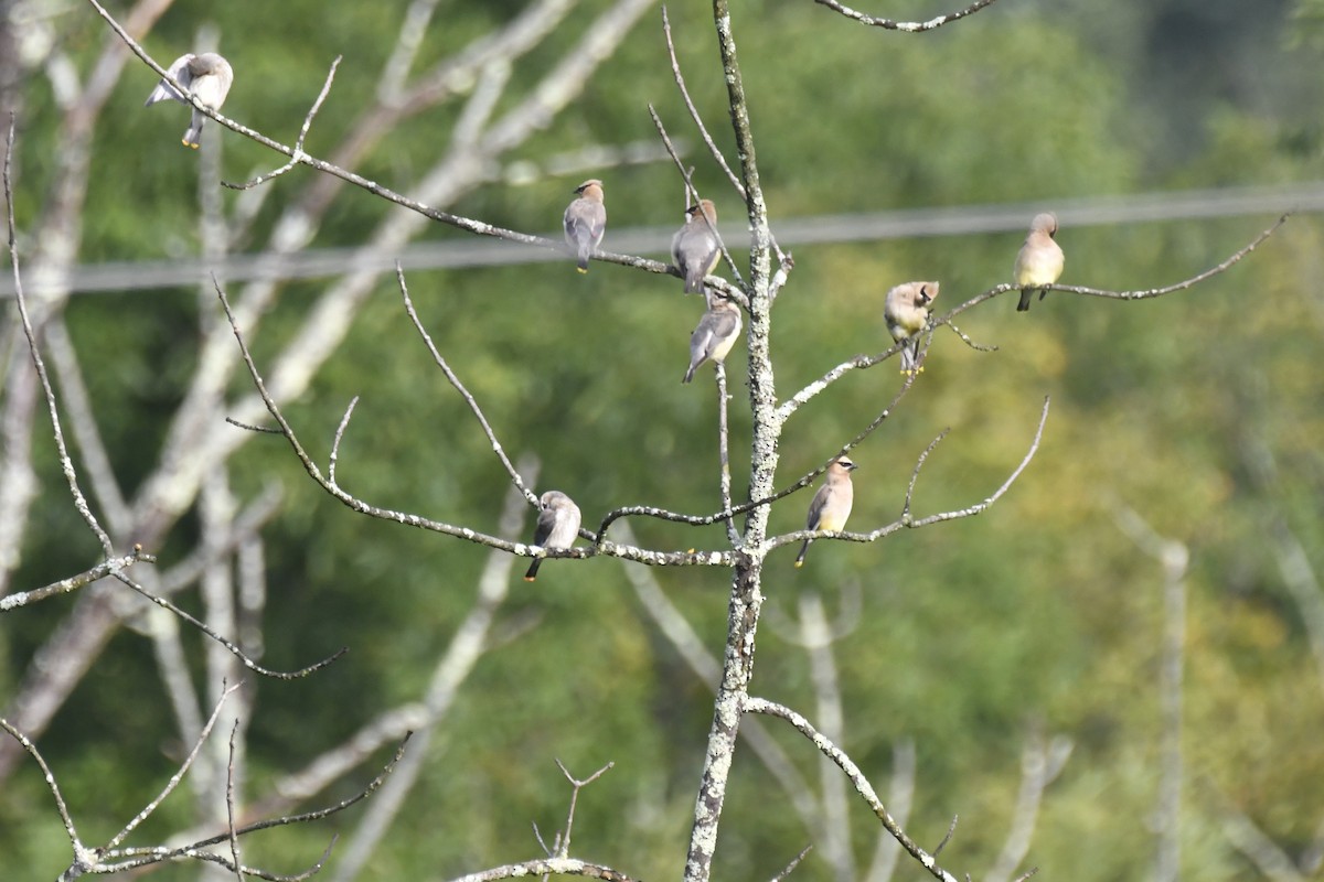 Cedar Waxwing - ML608686975