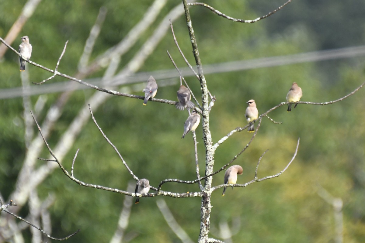 Cedar Waxwing - ML608686981