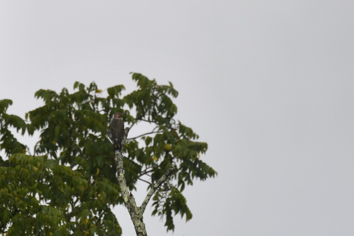 Northern Flicker - ML608687009