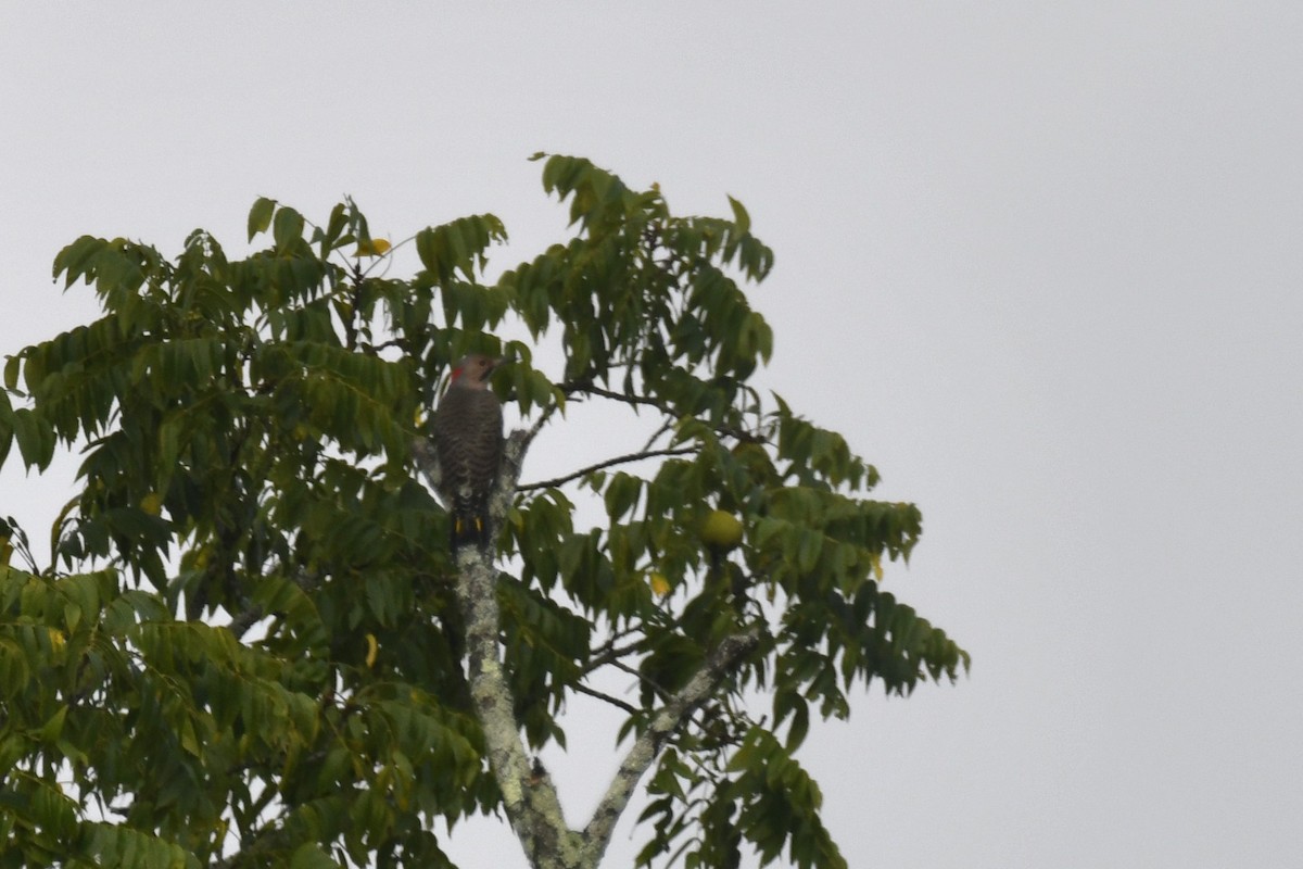 Northern Flicker - ML608687013