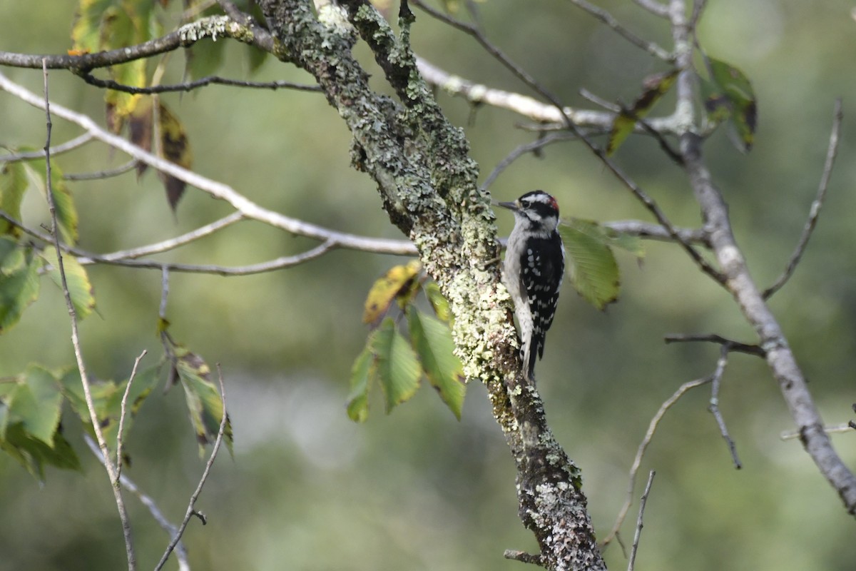 Downy Woodpecker - Kazumi Ohira