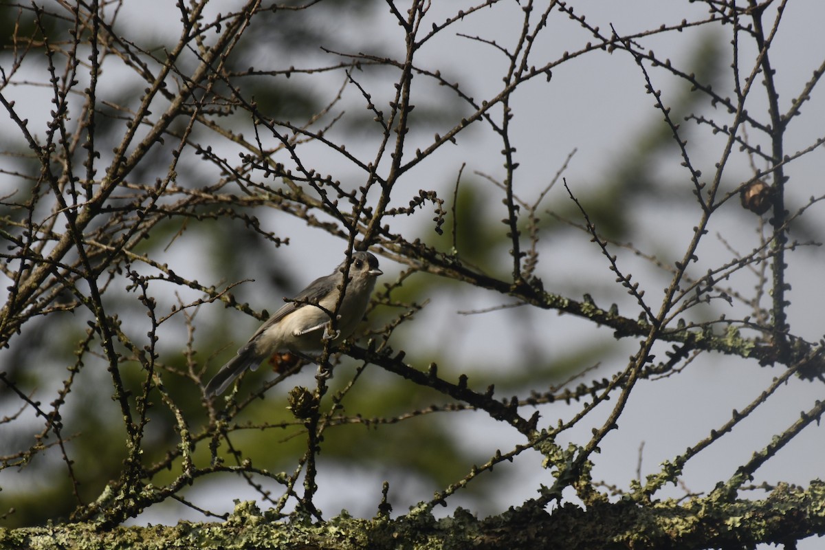 Tufted Titmouse - ML608687041