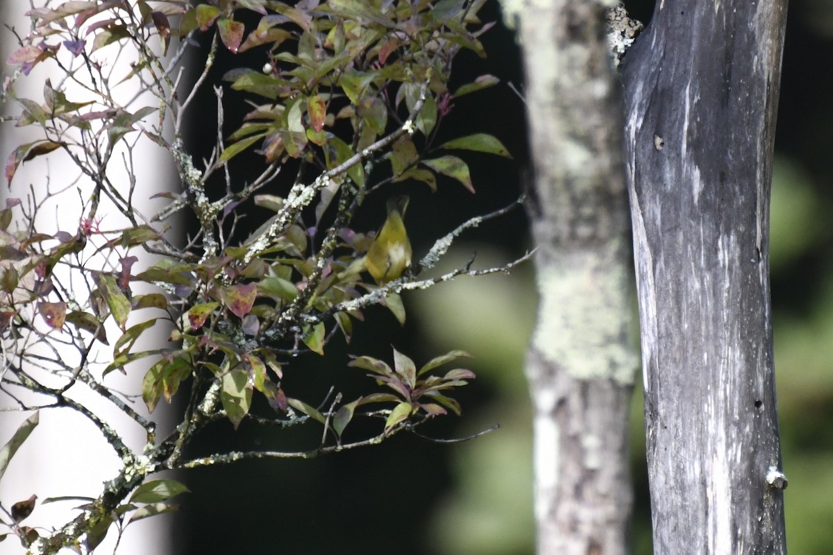 Nashville Warbler - Kazumi Ohira