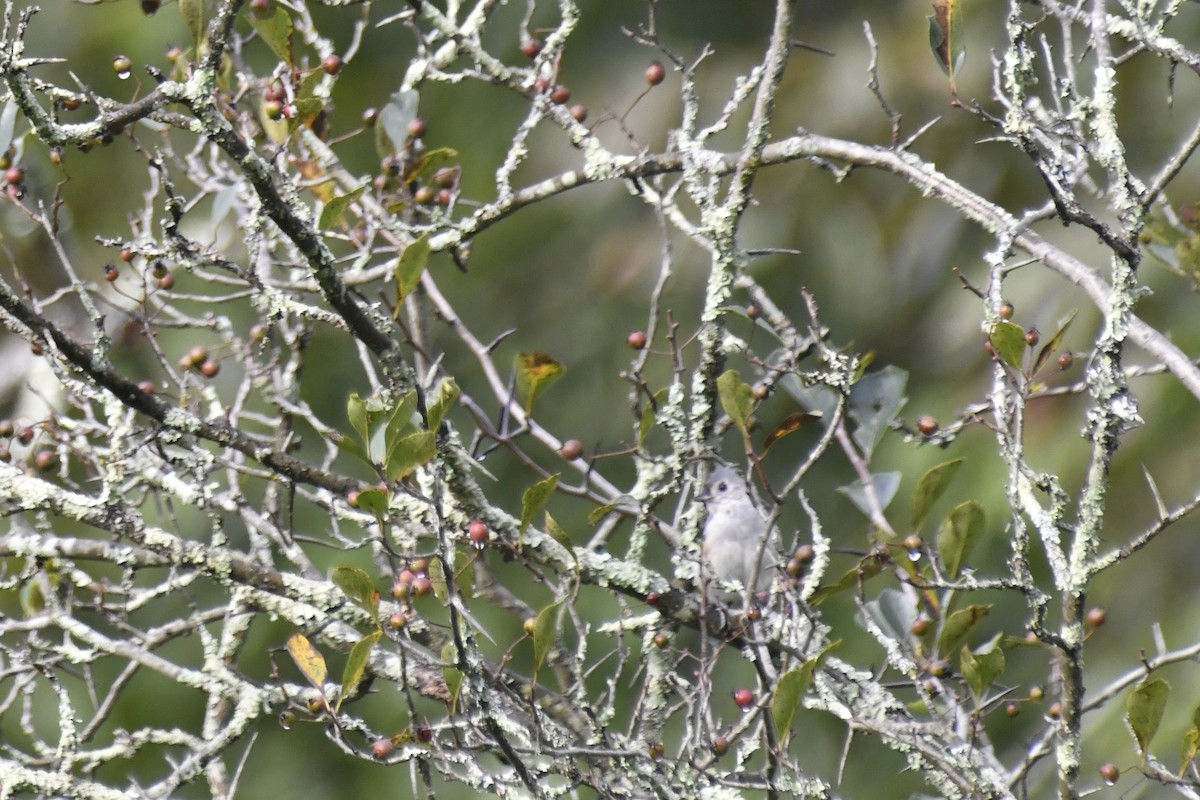 Tufted Titmouse - ML608687095