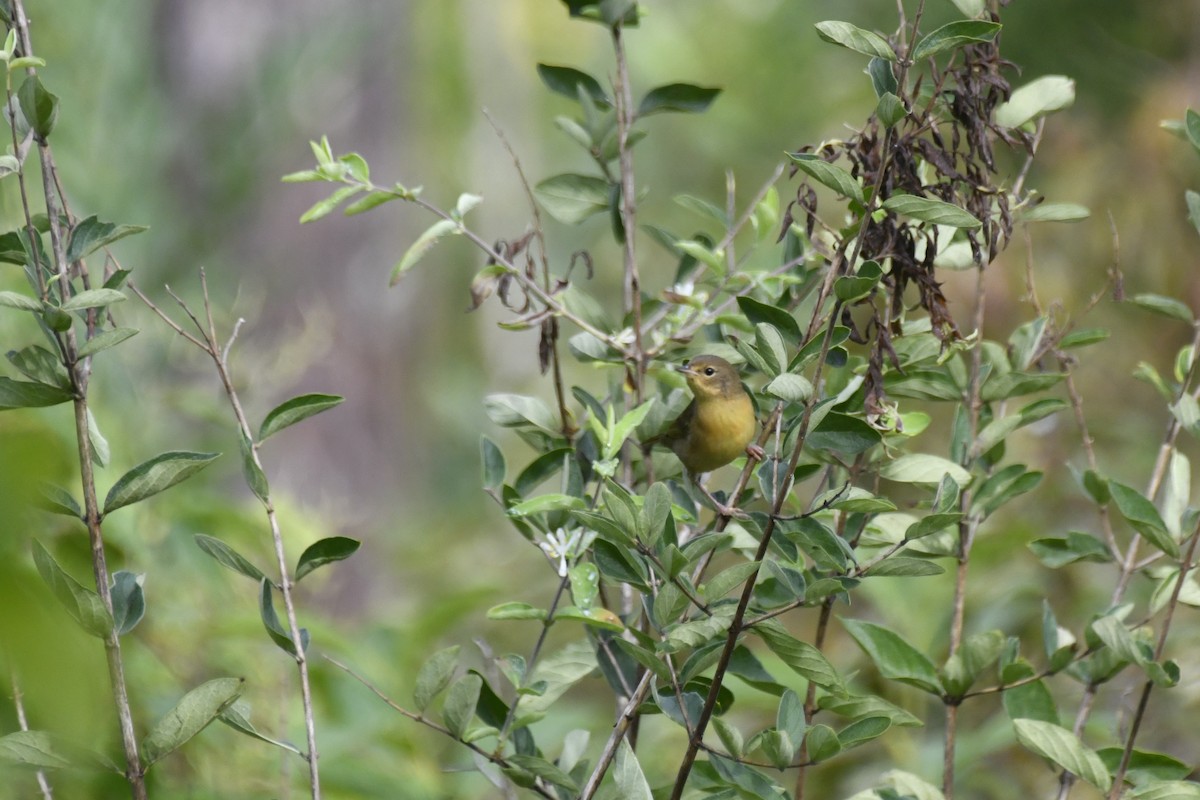 Common Yellowthroat - ML608687110