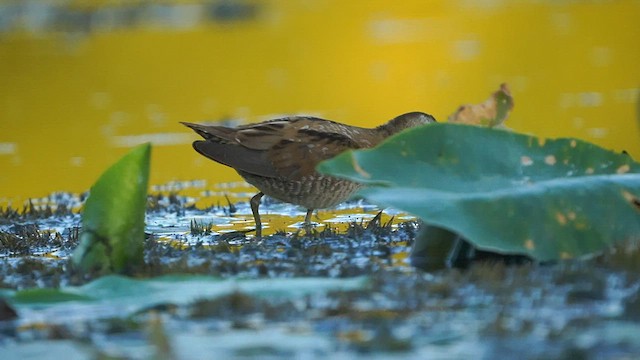 Little Crake - ML608687270