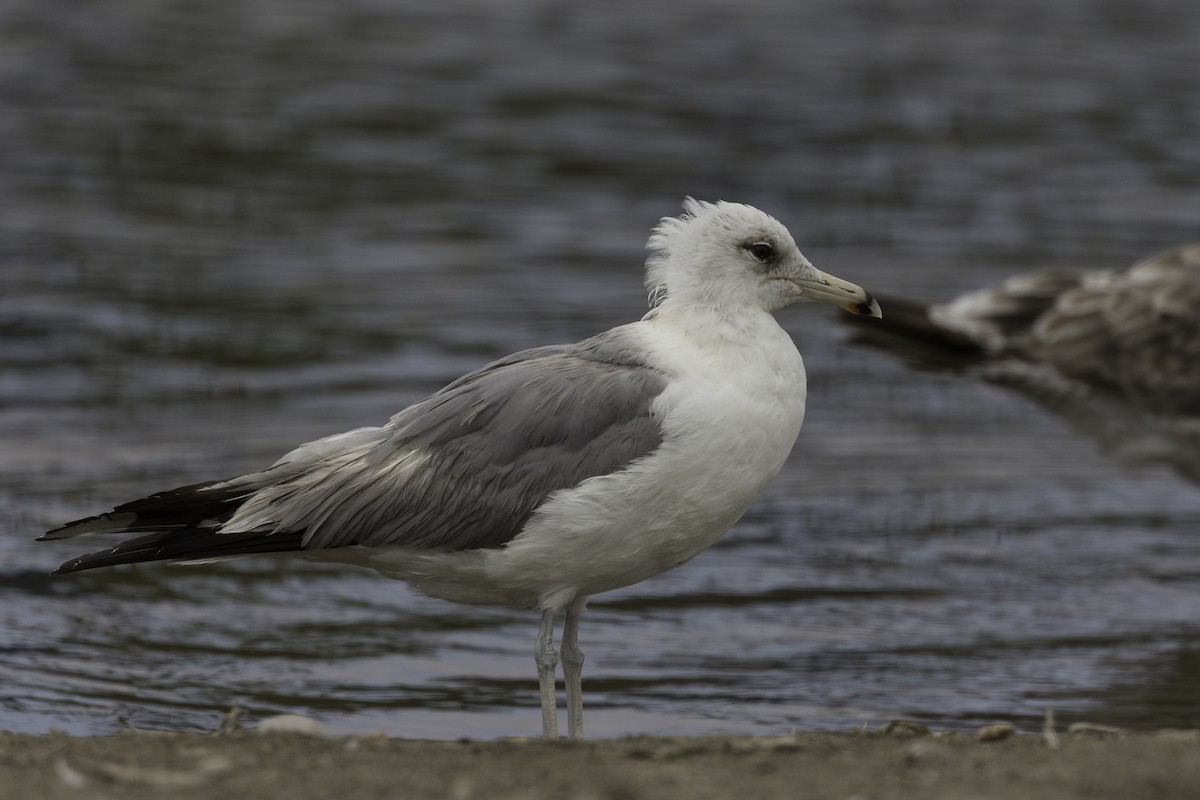 California Gull - Anthony Gliozzo