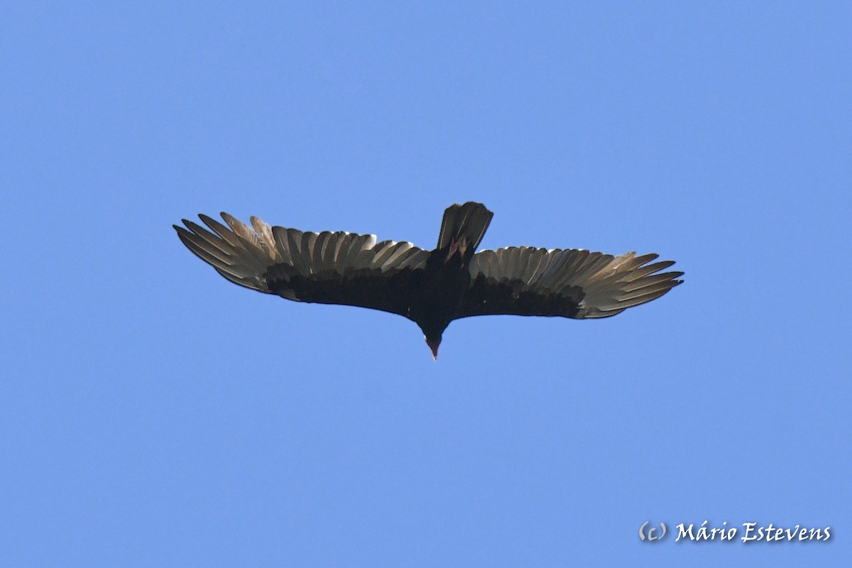 Turkey Vulture - ML608687344
