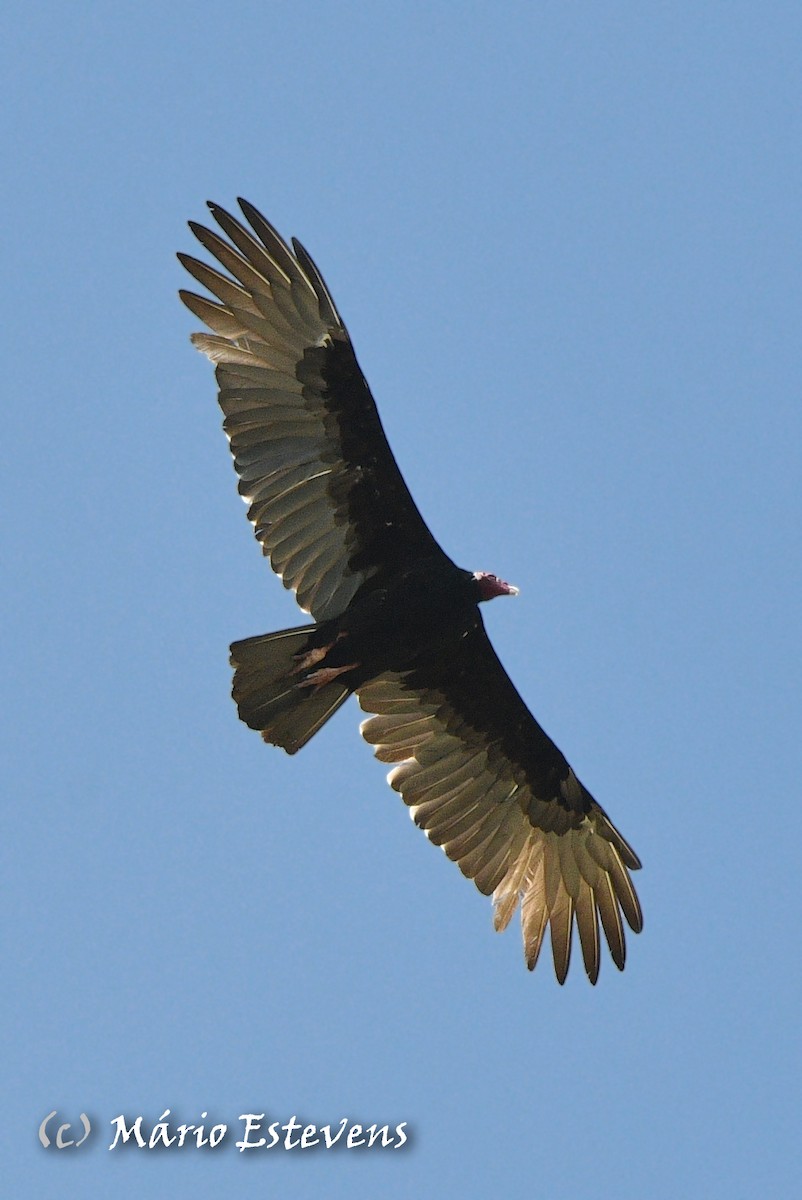 Turkey Vulture - ML608687345