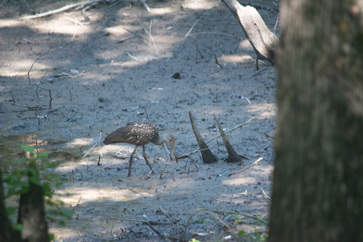 kurlan chřástalovitý - ML608687412