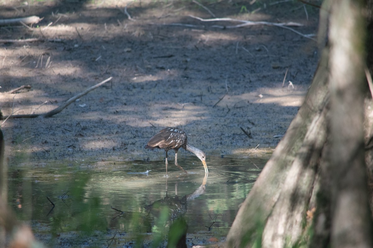 Limpkin - ML608687413